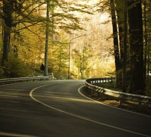 Curve in a two lane road amid tall trees with green leaves